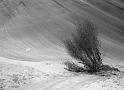 sweeping bush